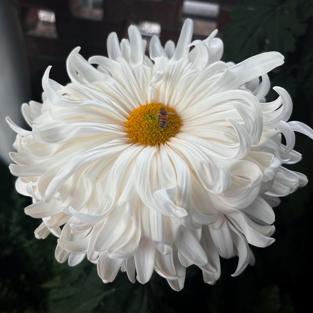 Meet your Posher, Bee